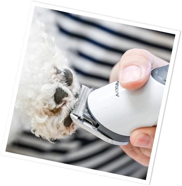 Hund im Bielefell Hundesalon