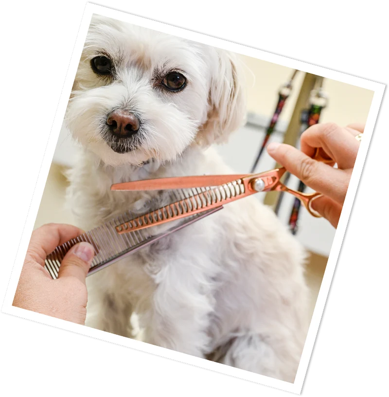 Hund wird im Bielefell Hundesalon gekämmt